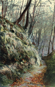 13333 Gezicht in een verdiept liggend pad in het bos te Grebbe (gemeente Rhenen).